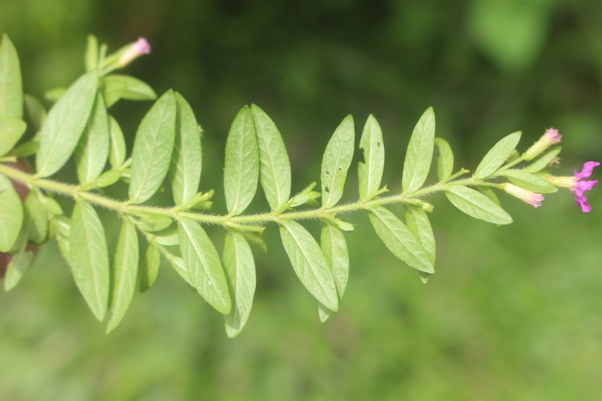 Cuphea hyssopifolia Kunth